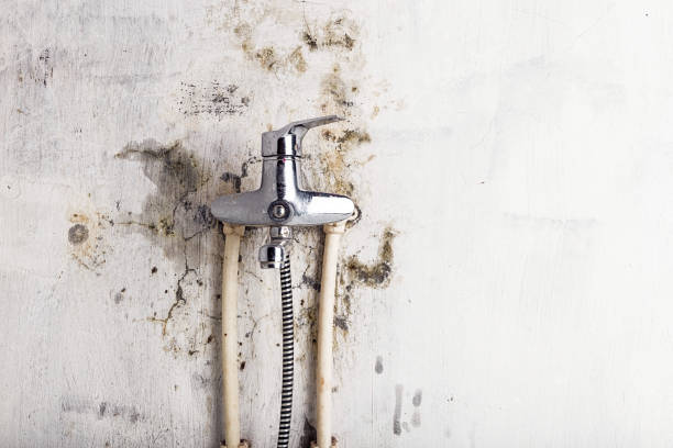 Best Professional Mold Removal  in Tyler, MN