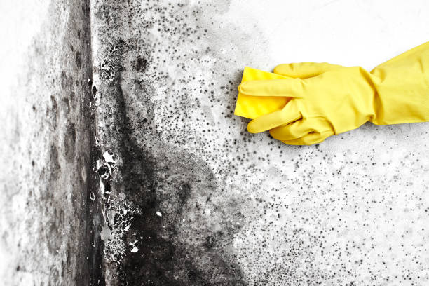 Best Office Mold Removal Services  in Tyler, MN