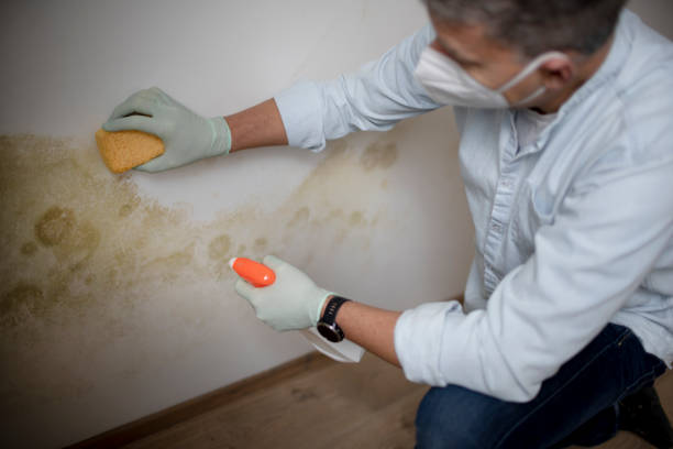 Home Mold Removal in Tyler, MN