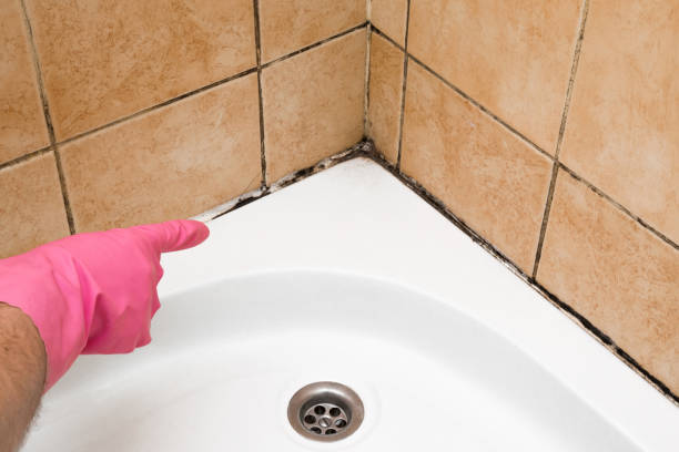 Trusted Tyler, MN Mold Removal Experts